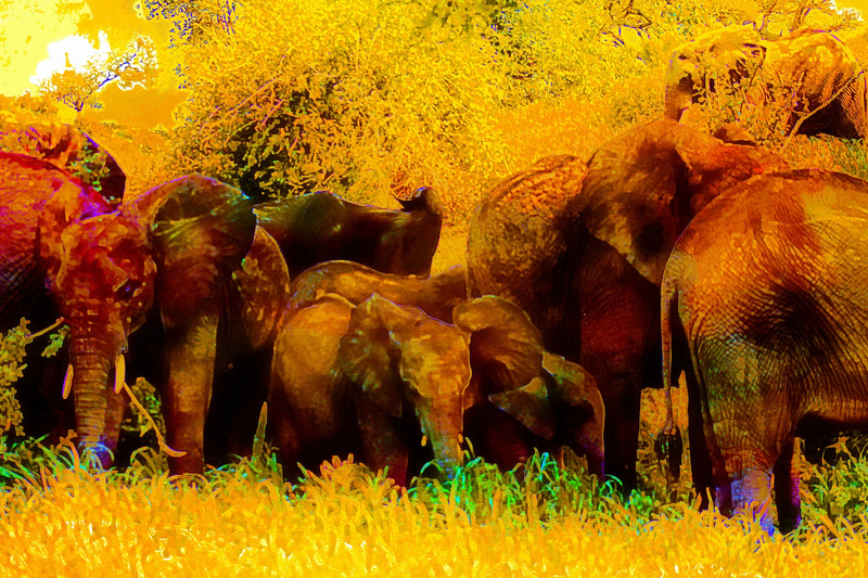 Elephant Herd**