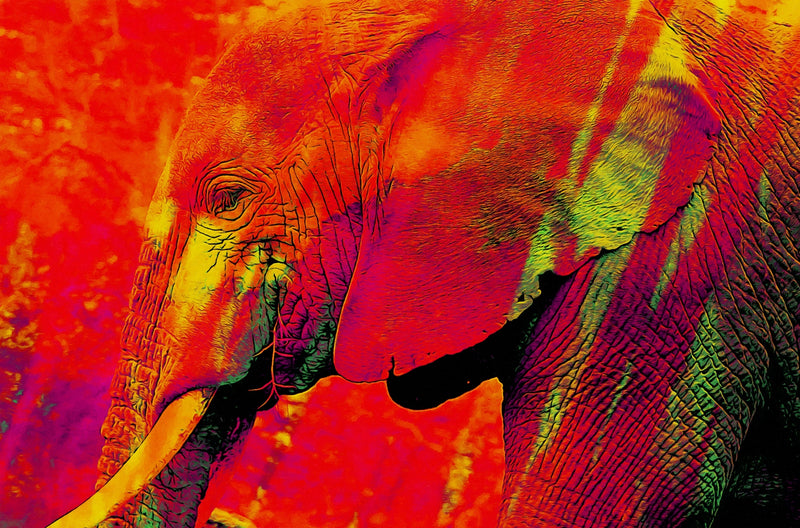 Red Elephant**